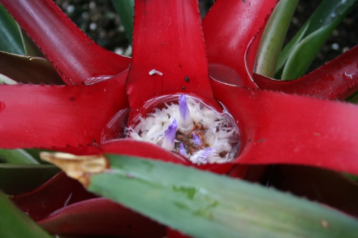 Neoregelia Bromeliad  (myrmecophila)
