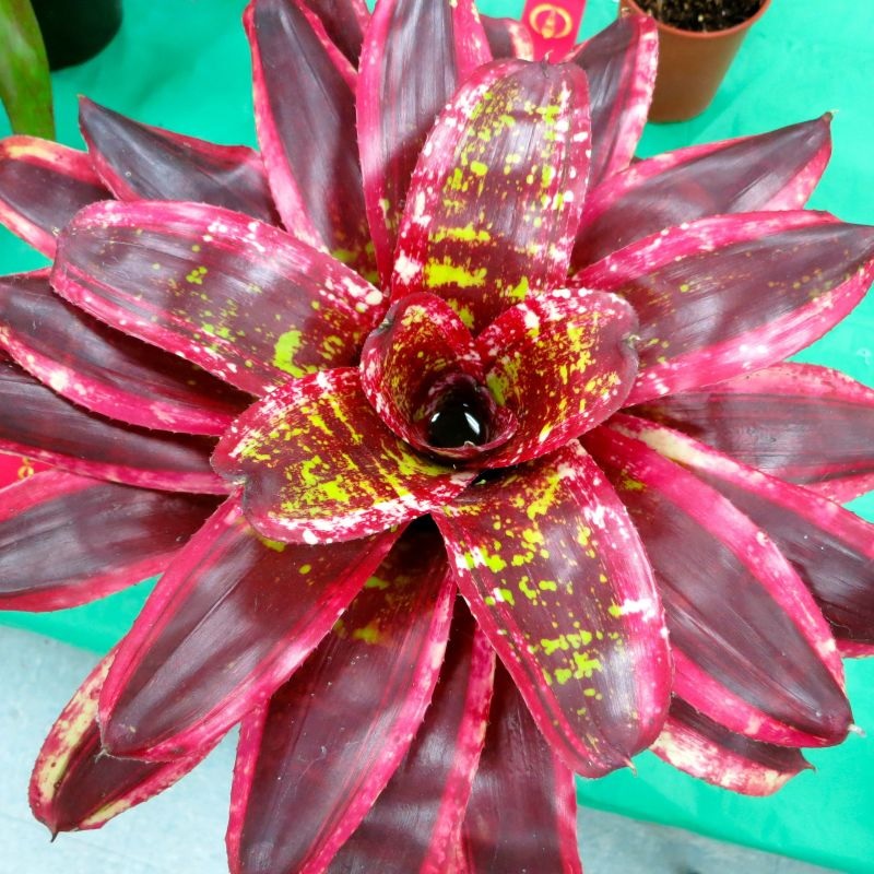 Neoregelia Bromeliad Milagro