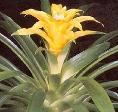 Guzmania Bromeliad 'Aurora'