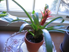Guzmania Bromeliad 'Astro'