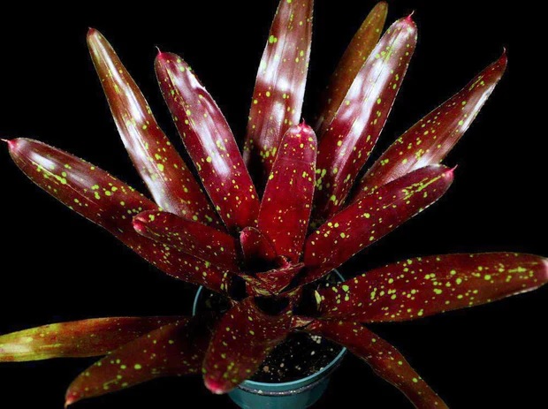 Neoregelia Bromeliad Black Forest