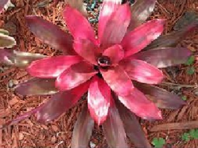 Neoregelia Bromeliad Maria Veronica