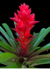 Guzmania Bromeliad 'Patricia'