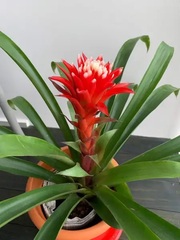 Guzmania Bromeliad, Tufted Airplant 'Rana'