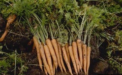 Carrot 'Nandor'