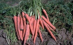 Carrot 'Nantes Express'