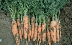Carrot 'Navarre'
