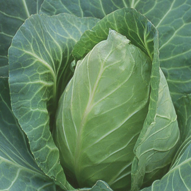 Cabbage Point One