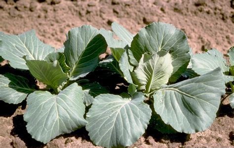 Cabbage Surprise