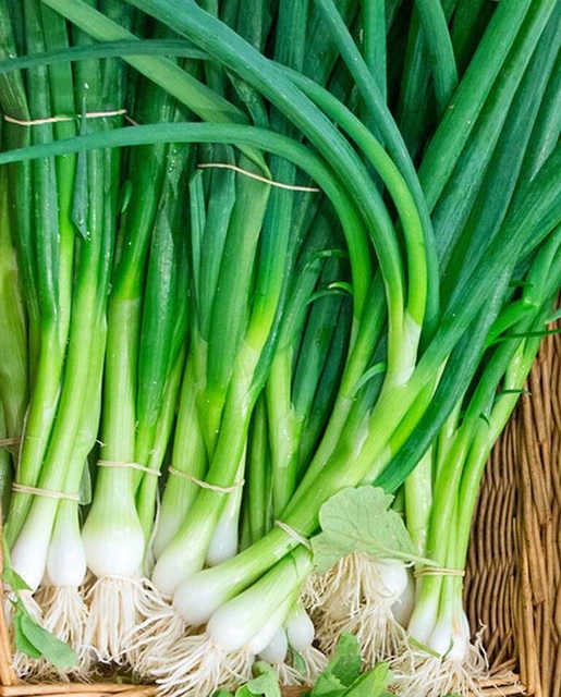 Allium, Garden Onion, Bunching Onion Eiffel
