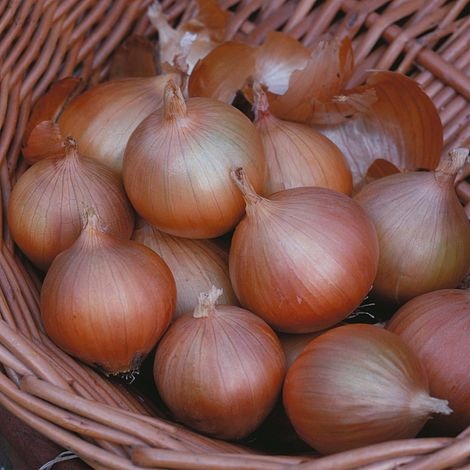 Allium, Garden Onion, Edible Onion Hi Keeper