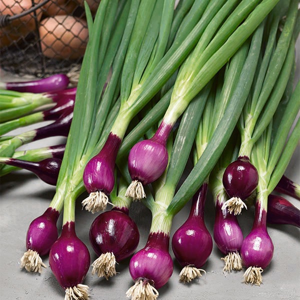Allium, Garden Onion, Edible Onion Lilia