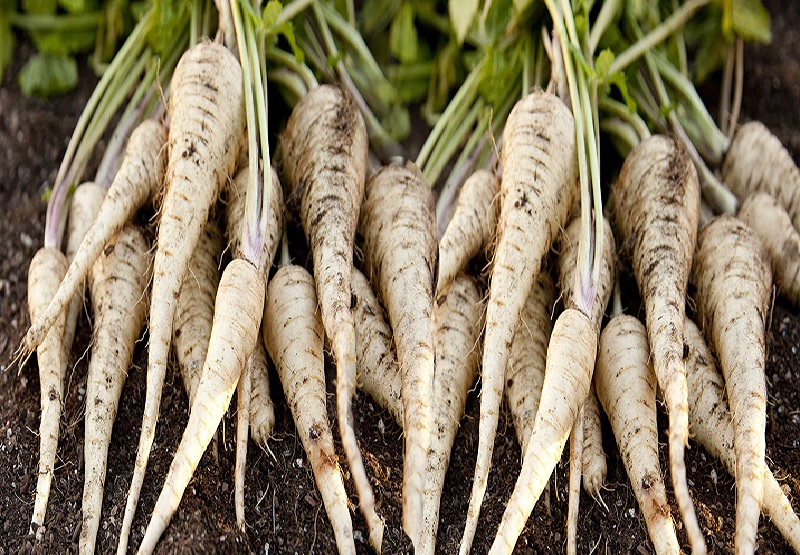 Parsnip Patriot