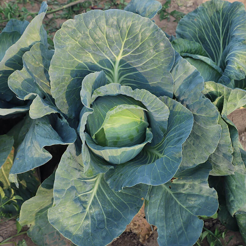 Cabbage SuperStar