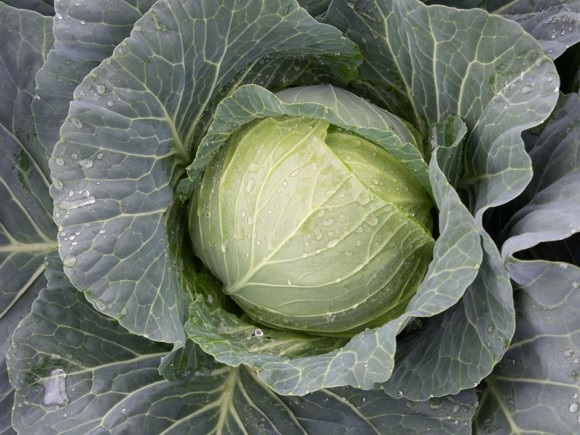 Cabbage Thunderhead
