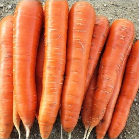 Carrot Sirkana
