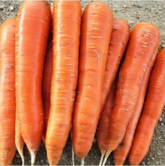 Carrot 'Sirkana'