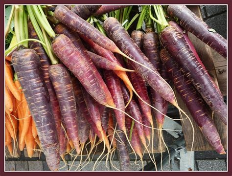 Carrot Big Sur