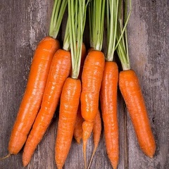 Carrot 'TenderSnax'