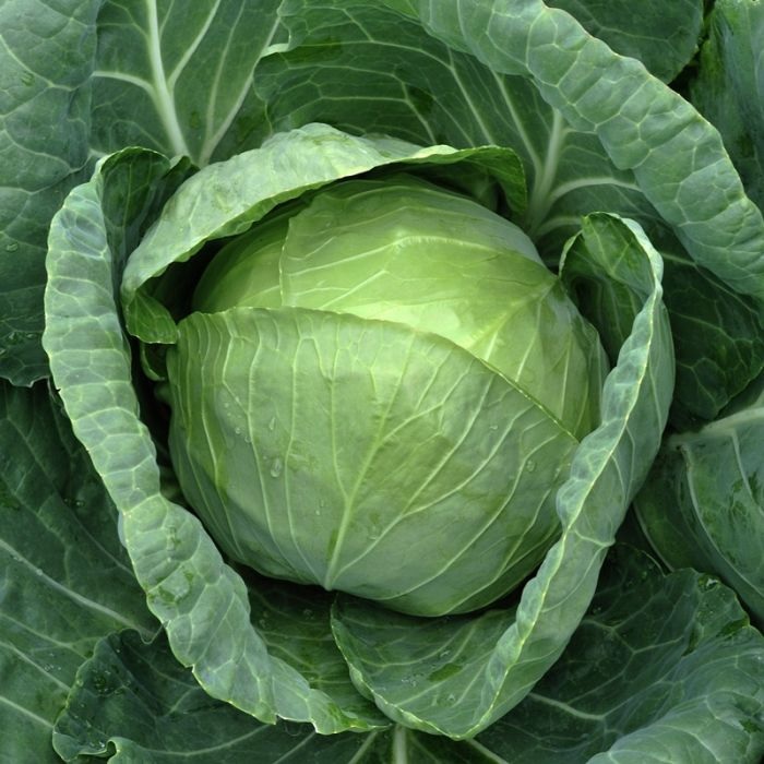 Cabbage Bourbon