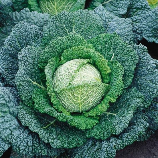Cabbage, Savoy Miletta