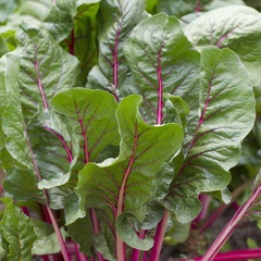 Swiss Chard 'Discovery'