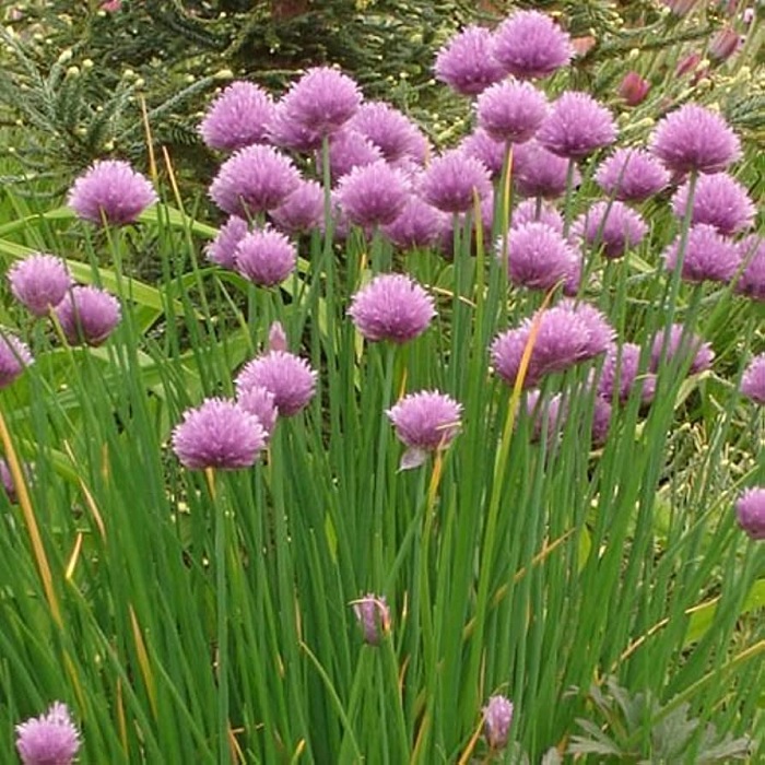 Allium, Garden Onion, Edible Onion Amazon