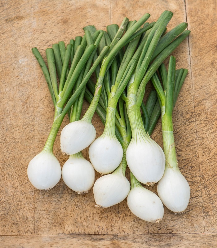Allium, Garden Onion, Edible Onion, White Onion White Star