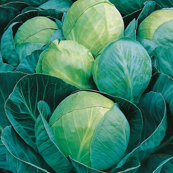 Cabbage Tobia