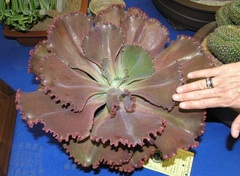 Echeveria