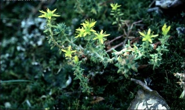 Sedum lanceolatum