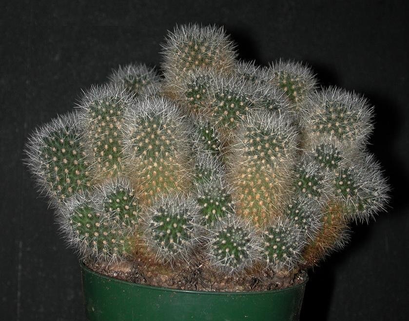 Rebutia muscula
