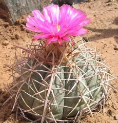 Echinocactus horizonthalonius var. nicholii