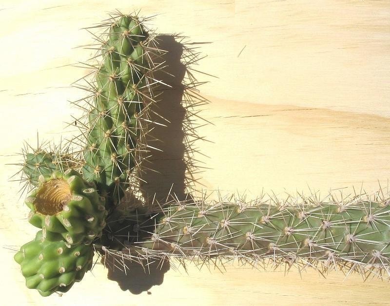 Cylindropuntia imbricata subsp. spinosior