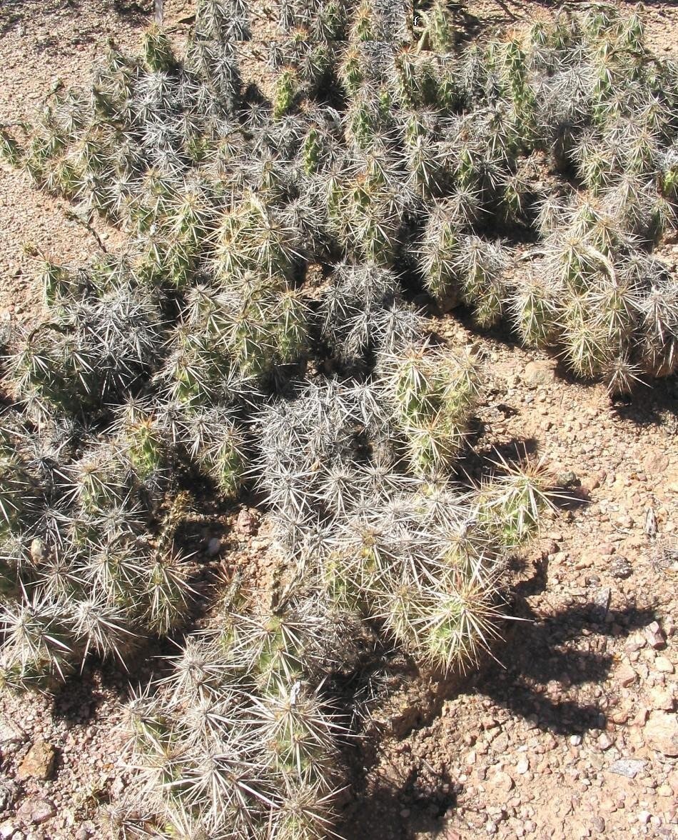 Grusonia emoryi