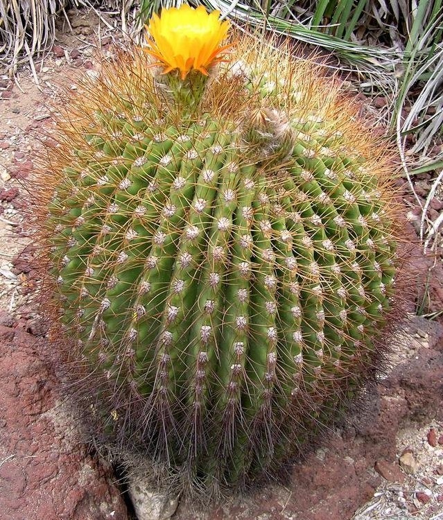 Echinopsis formosa