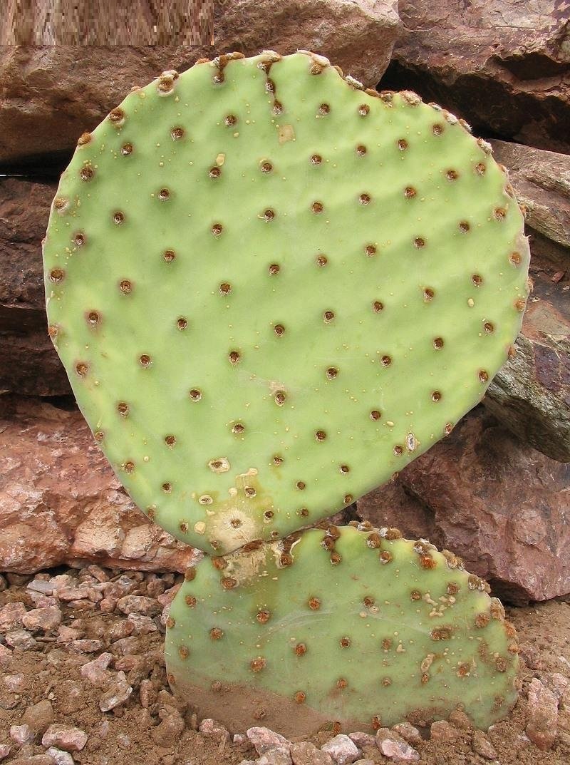 Opuntia rufida