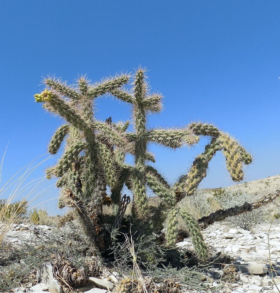 Cylindropuntia imbricata var. argentea