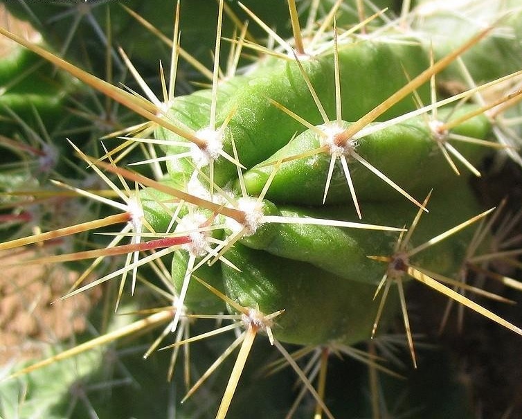 Echinocereus enneacanthus