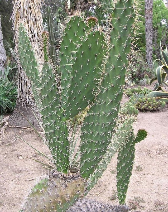 Opuntia x aequatorialis