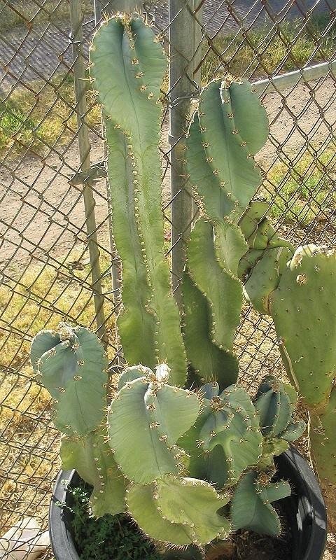 Cereus hildmannianus subsp. uruguayanus