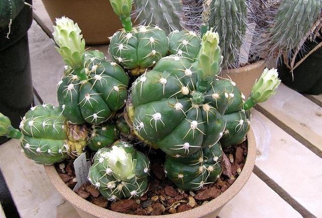 Gymnocalycium denudatum
