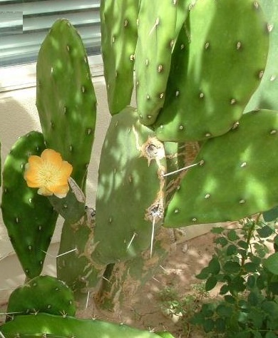 Opuntia elata