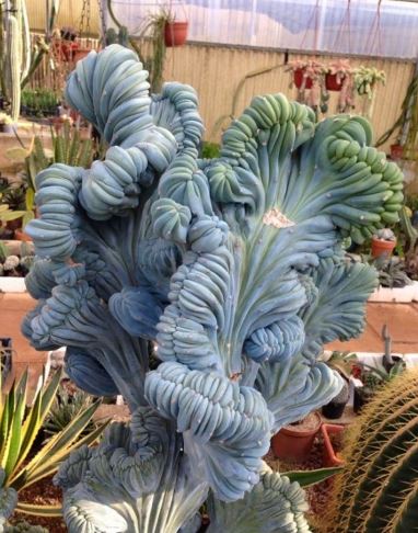 Myrtillocactus geometrizans f. cristate