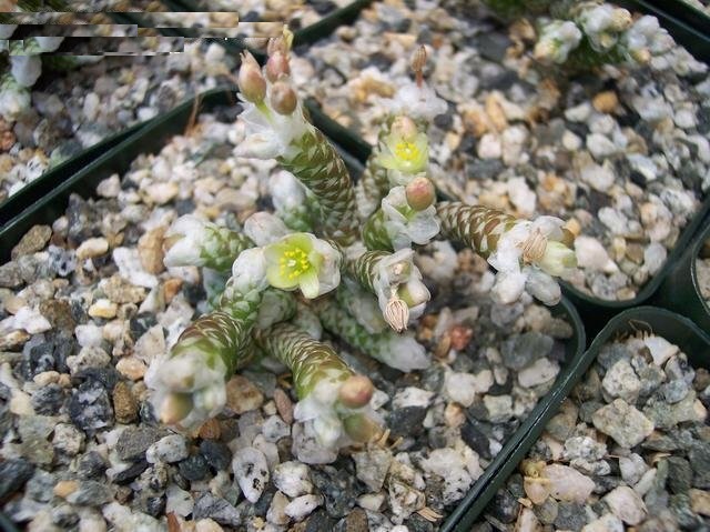 Avonia recurvata subsp. buderiana