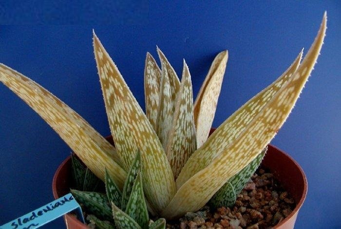 Aloe sladeniana