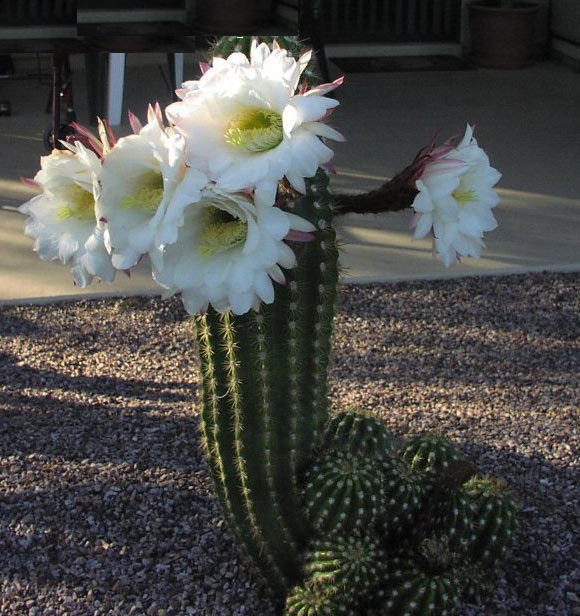 Echinopsis