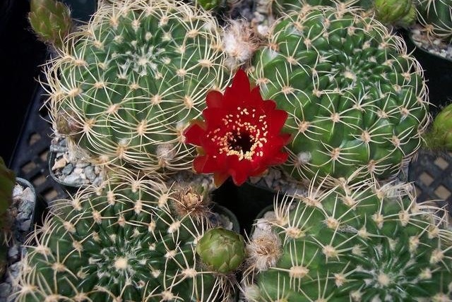 Echinopsis cinnabarina