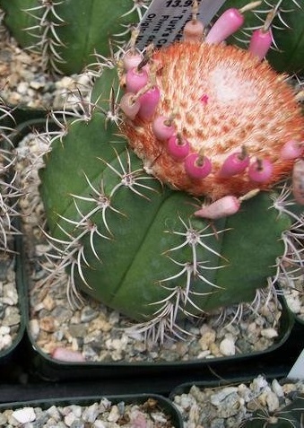 Melocactus matanzanus