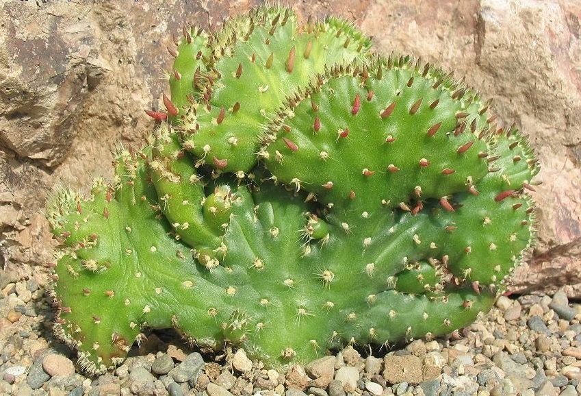 Austrocylindropuntia cylindrica f. cristata